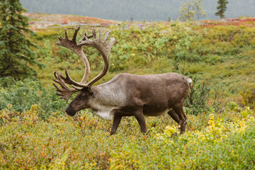 Caribou