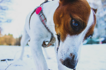 Cute Jack Russell Terrier puppy playing in the snow in the winter