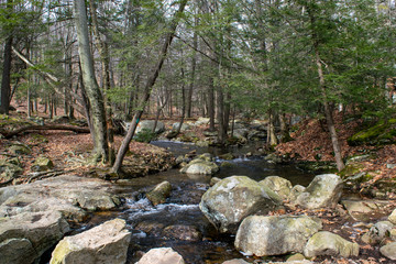 Forest Stream - Beautiful Scene