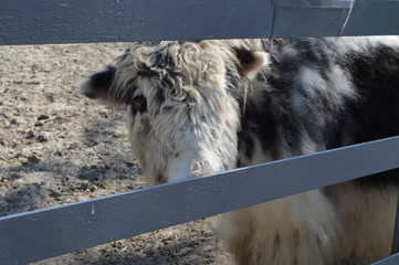 goat on the farm