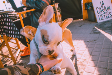 French bulldog cute puppy giving positive vibes and happiness. Sunny day, summer in Barcelona