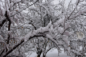 A thicker layer of snow covered the fruit branches in the yard