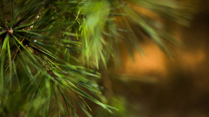 pine branches in snow