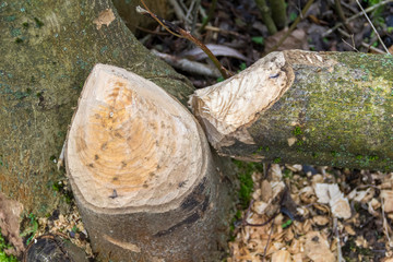 gnawed off tree trunk