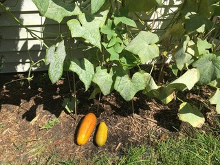 Cucumber vine and over ripened cucumbers