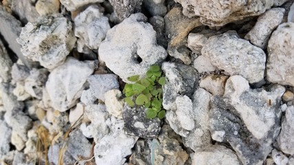 lichen on rock