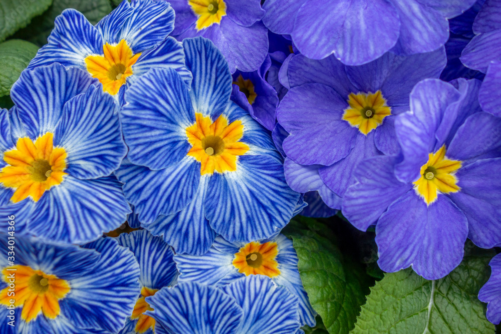 Canvas Prints blue primula flowers