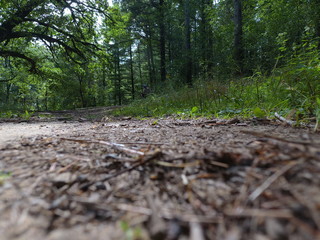 Forest Trail