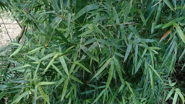 close up green bamboo leaves in the nature