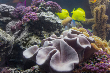 coral reef scenery