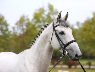 Obraz premium Head of a beautiful thoroughbred mare