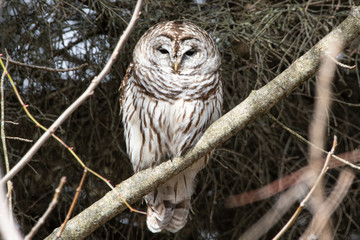  Barred Owl