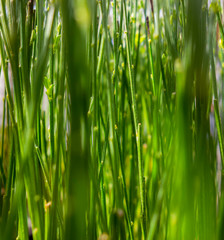 stipes and stalks