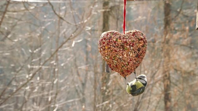 Sikorka na sercu slowmo 