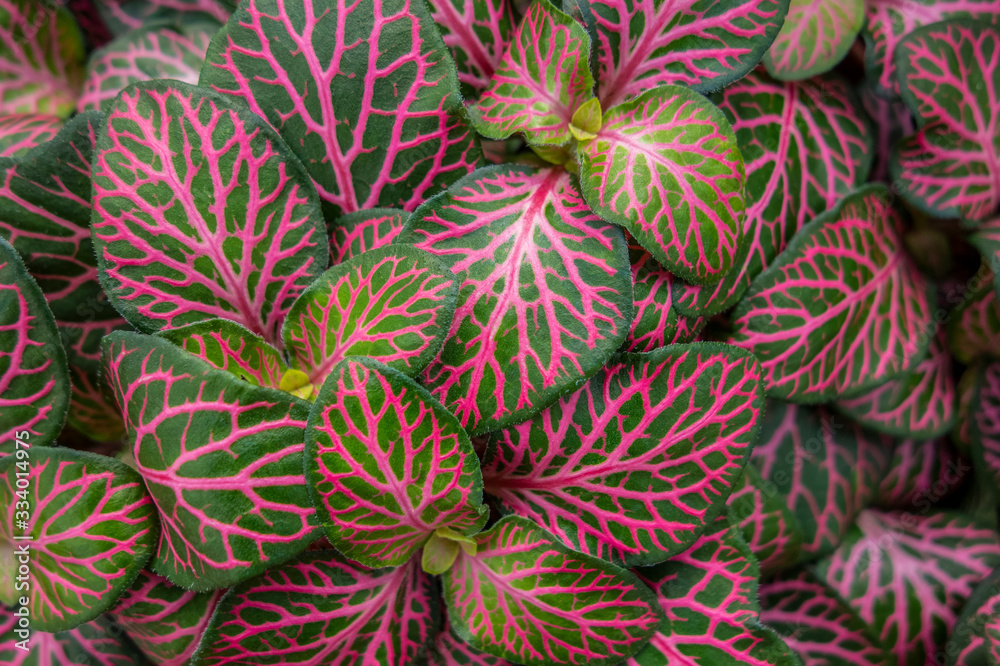 Wall mural nerve plant closeup