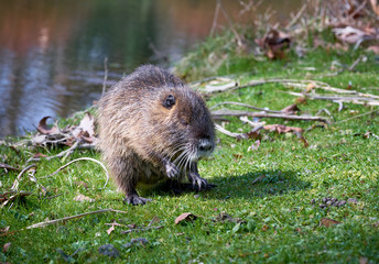 Bisamratte am Tag am Fluss beim grasen auf einer Wies ganz unerschrocken mit gelben Zähnen