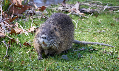 Bisamratte am Tag am Fluss beim grasen auf einer Wies ganz unerschrocken mit gelben Zähnen