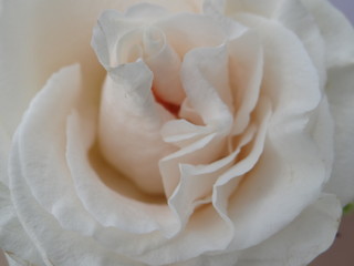 White Pink Roses