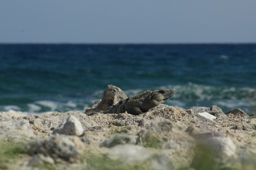 Naturaleza y Paisaje (Playa)