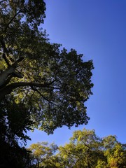 Frondosa Ceiba bajo el cielo azul