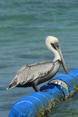 Naturaleza y Paisaje (Playa)
