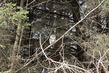 Barred Owl