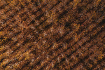 Aerial top view of cottonwood forest in autumn