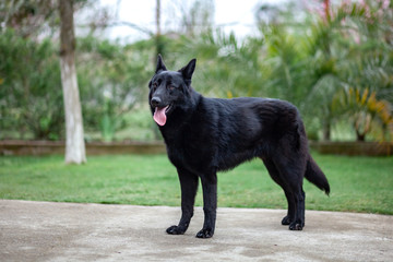 Portrait of Black German shepherd in the yard