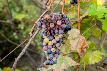 Grapes on vine. The grapes on the vine dry out and deteriorate.