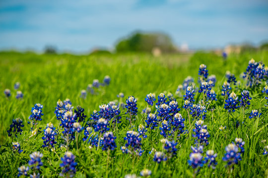 Blue bonnets in the spring in Texas