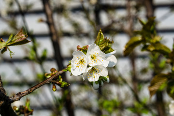 Baumblüten aus der Nähe in urbaner Umgebung