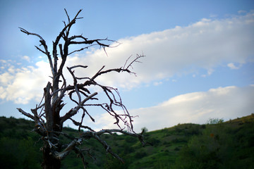 beautiful silhouette of a dead tree in Vikos-Aoos national park in Epirus