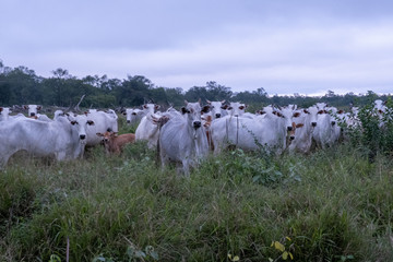 Rinder in Paraguay