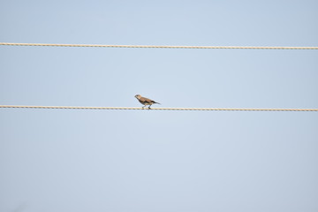 Indian silverbill or white-throated munia 