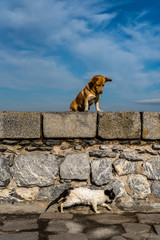 Cat watcher Dog