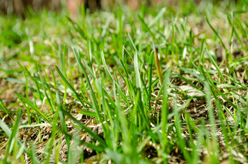 Fresh green grass closeup. Spring grass background.