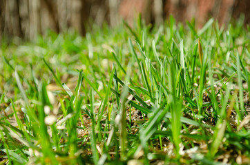 Fresh green grass closeup. Spring grass background.