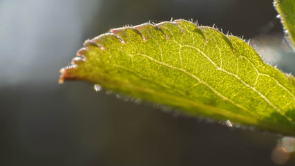 Spring leaf, nature wakes up after winter