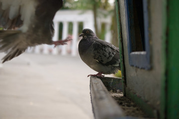 Fototapeta premium pigeon