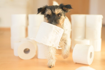 Cute small Jack Russell Terrier dog is busy with toilet paper. © Karoline Thalhofer