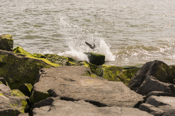 plaża nad oceanem © kolorowekadry