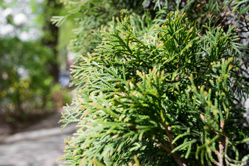 green tree in the garden
