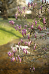 Spring magnolia tree blossom