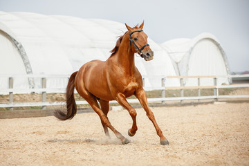 portrait of stunning chestnut showjumping budyonny stallion sport horse in bridle galloping in...