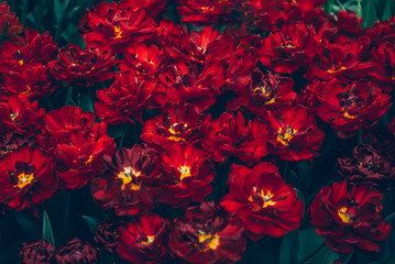 Close up of blooming flowerbeds of amazing parrot red tulips during spring. Public flower garden, Netherlands.
