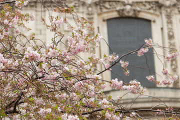 Blossom in St Pauls 11