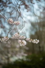 Branch of a blossoming tree with beautiful pink flowers