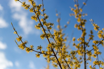 colorful flowers at eastern