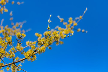 colorful flowers at eastern
