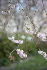 Branch of a blossoming tree with beautiful pink flowers